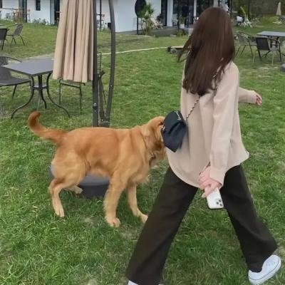 孤鸟罗宾